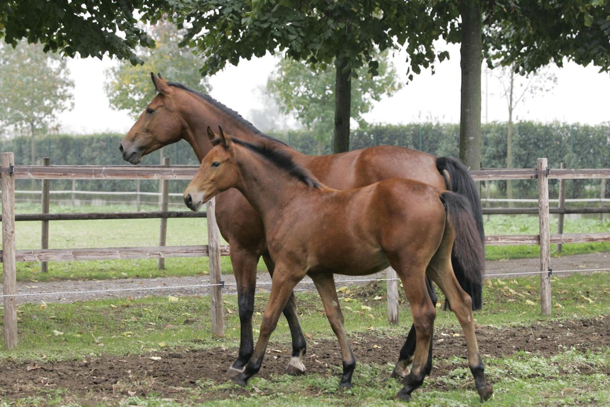 San Giacomo Horses & Agriturismo Arluno Exteriör bild