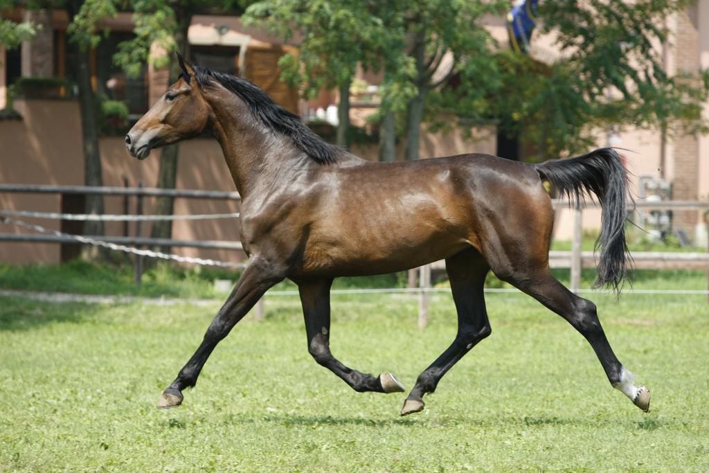 San Giacomo Horses & Agriturismo Arluno Exteriör bild