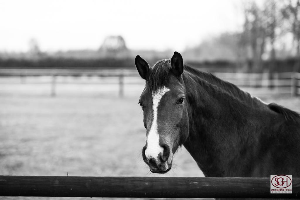 San Giacomo Horses & Agriturismo Arluno Exteriör bild