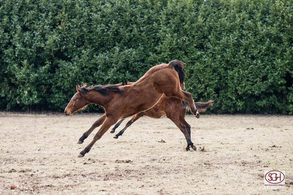 San Giacomo Horses & Agriturismo Arluno Exteriör bild